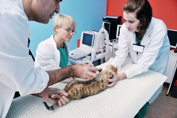 Auch für einen Tierarzt ist eine Berufsunfähigkeitsversicherung wichtig.